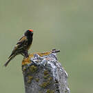 Serin à front rouge