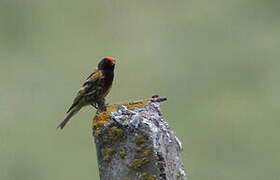 Red-fronted Serin