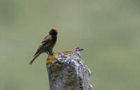 Serin à front rouge