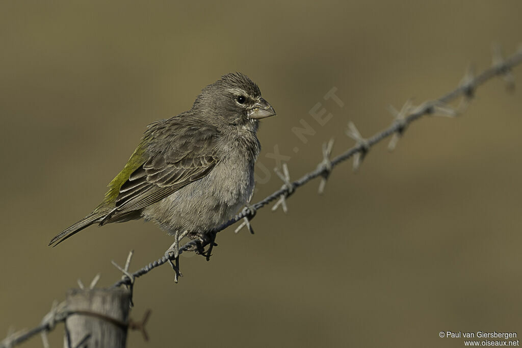 Serin à gorge blancheadulte