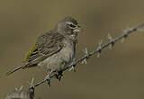 Serin à gorge blanche