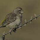 Serin à gorge blanche