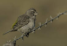 Serin à gorge blanche