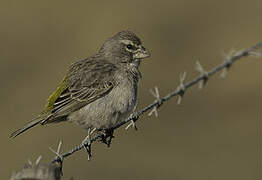 White-throated Canary