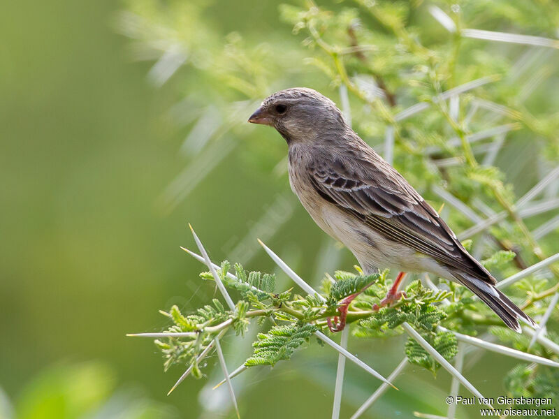 Black-throated Canaryadult