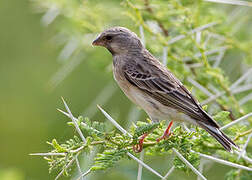 Black-throated Canary