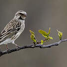 Serin à gorge noire