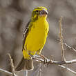 Serin à gros bec