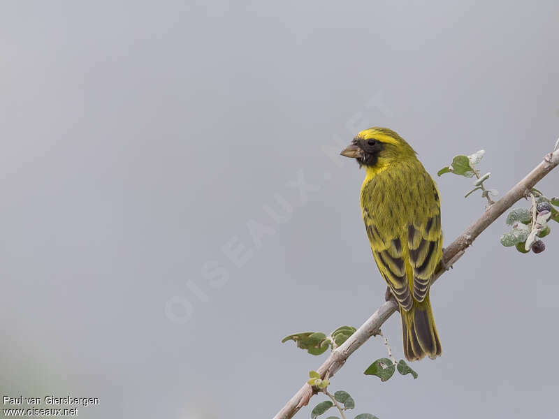 Black-faced Canary male adult, pigmentation