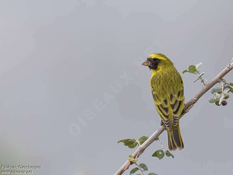 Serin à masque noir mâle adulte, pigmentation