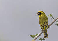 Serin à masque noir