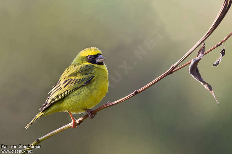 Black-faced Canary male adult, identification