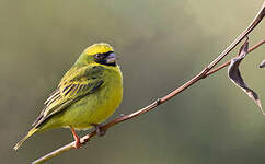 Serin à masque noir