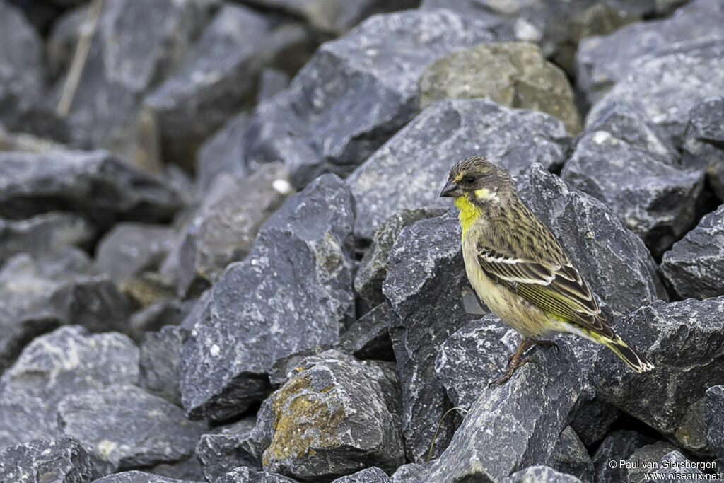 Serin à poitrine citron mâle adulte