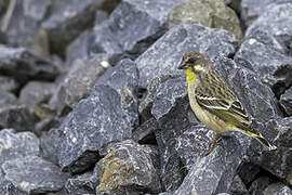 Serin à poitrine citron