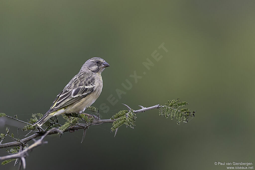 Serin à poitrine citron femelle adulte