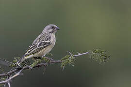 Lemon-breasted Canary