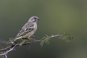 Serin à poitrine citron