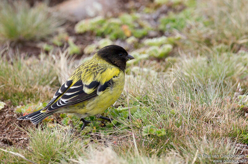 Ethiopian Siskin