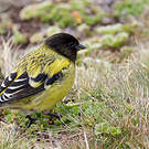 Serin à tête noire