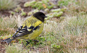 Ethiopian Siskin