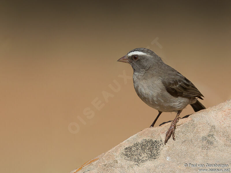 Brown-rumped Seedeater