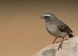 Brown-rumped Seedeater