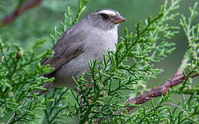 Brown-rumped Seedeater