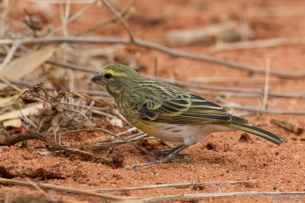 Serin à ventre blancadulte