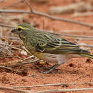 Serin à ventre blanc