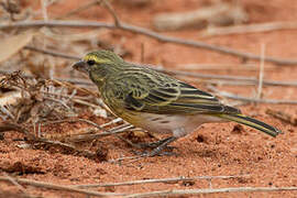 White-bellied Canary