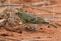 Serin à ventre blanc