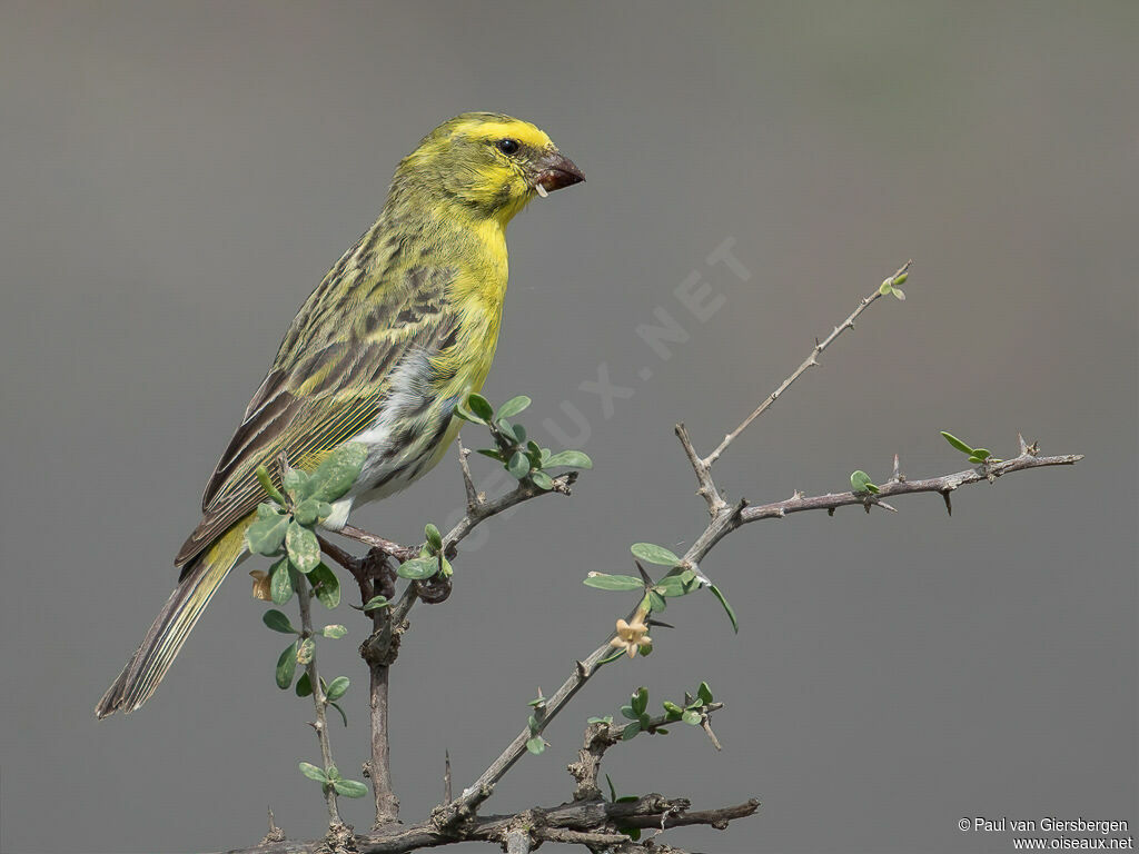 Serin à ventre blancadulte