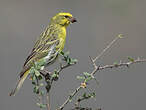 Serin à ventre blanc