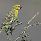Serin à ventre blanc