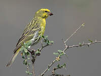 Serin à ventre blanc