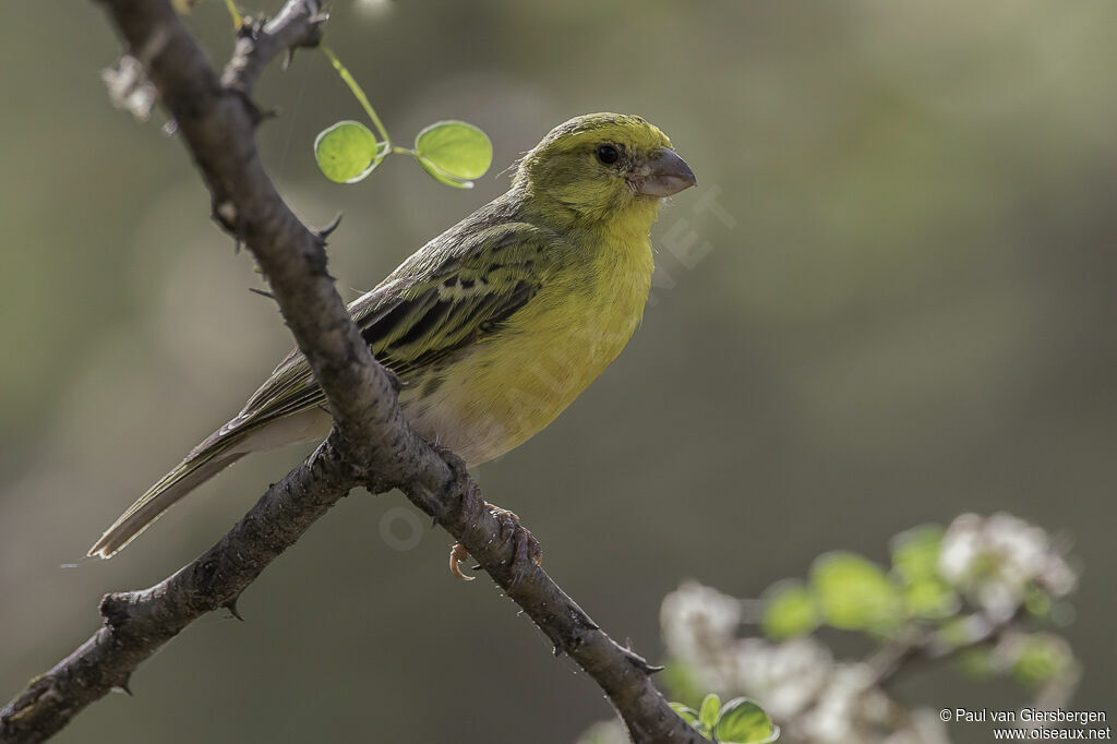 Serin à ventre blanc mâle adulte