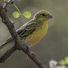Serin à ventre blanc