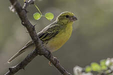 Serin à ventre blanc