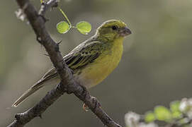 White-bellied Canary