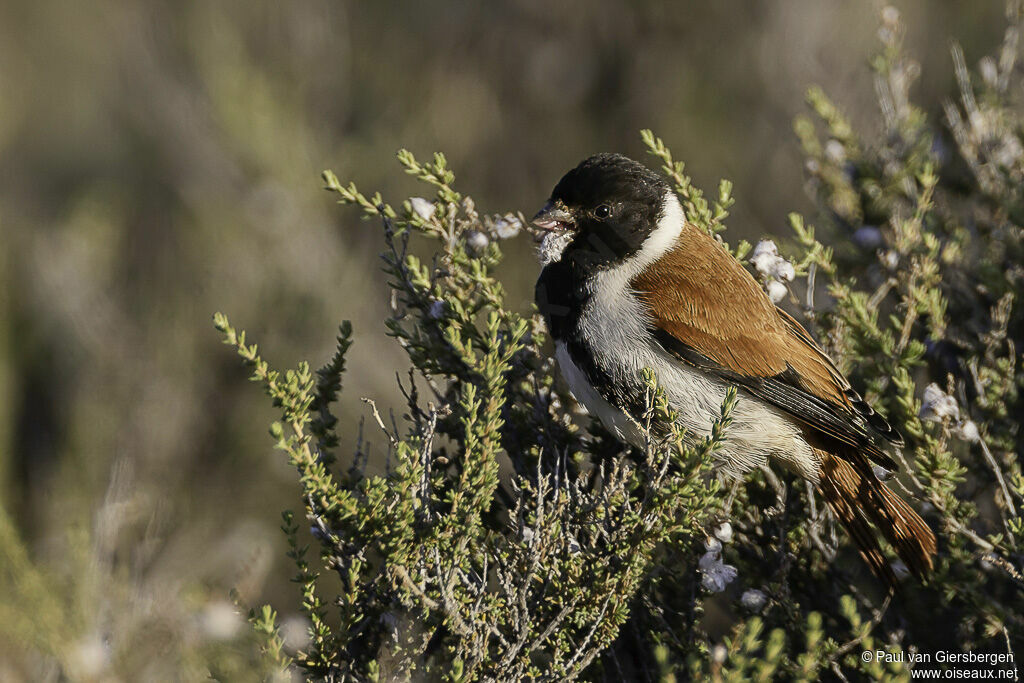 Serin alarioadulte