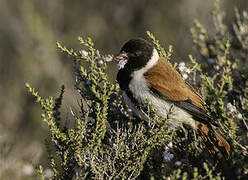 Black-headed Canary