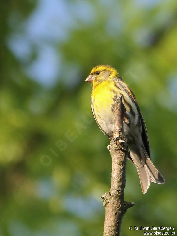 European Serinadult