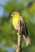 European Serin