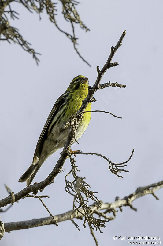 Serin ciniadulte