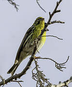 European Serin