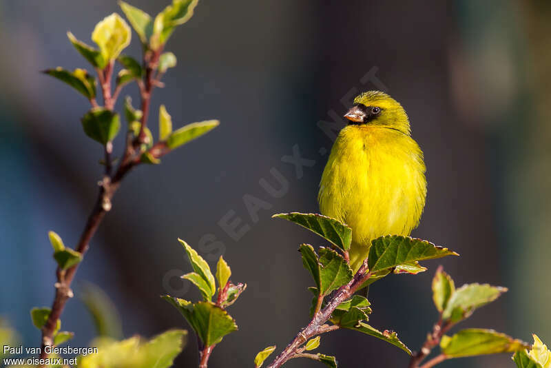 Serin d'Abyssinie mâle adulte, portrait