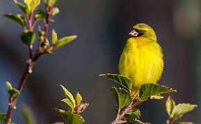 Serin d'Abyssinie