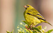 Serin d'Abyssinie