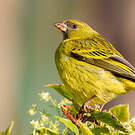 Serin d'Abyssinie